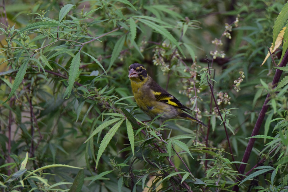 Yellow-breasted Greenfinch - ML623172610