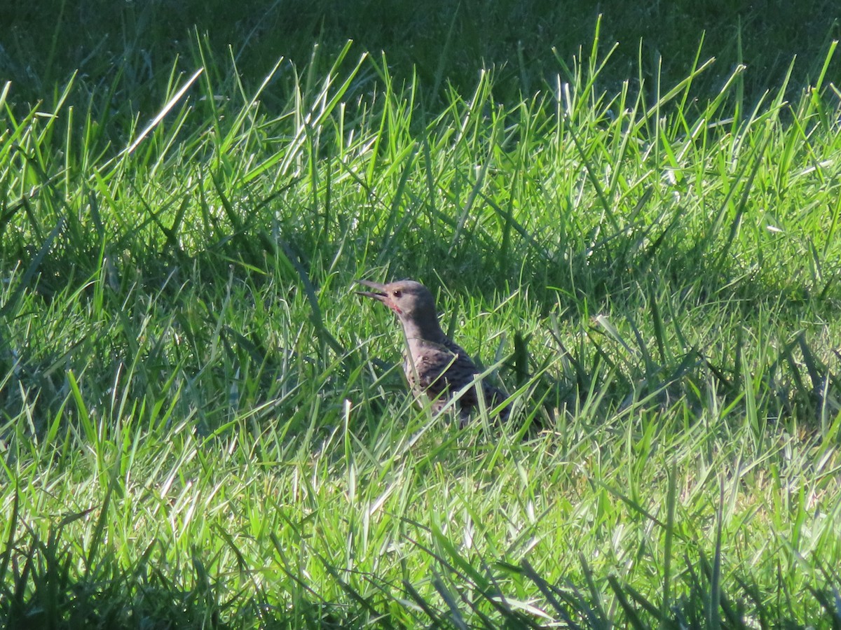 Northern Flicker - ML623172995