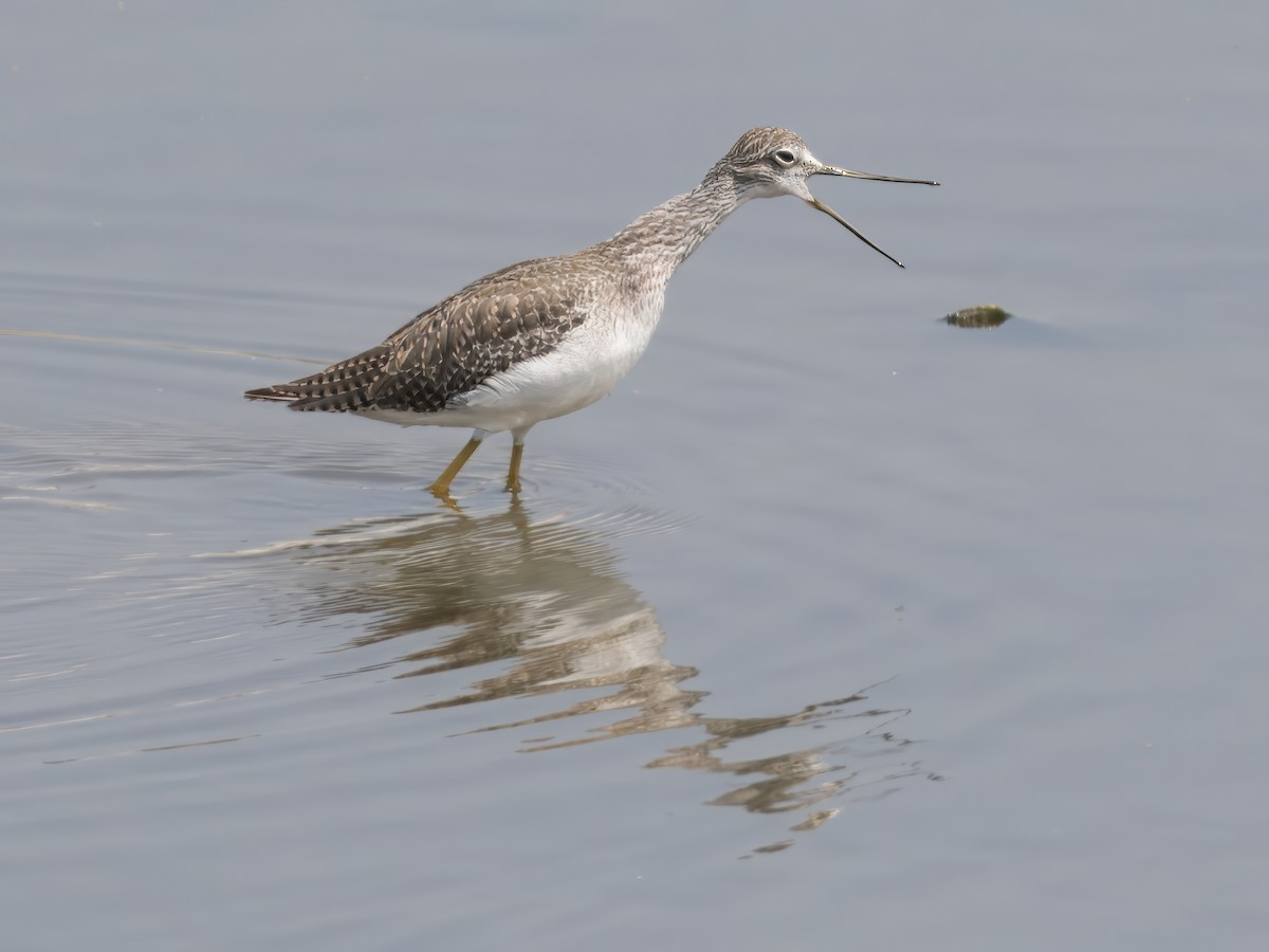 Greater Yellowlegs - ML623173007