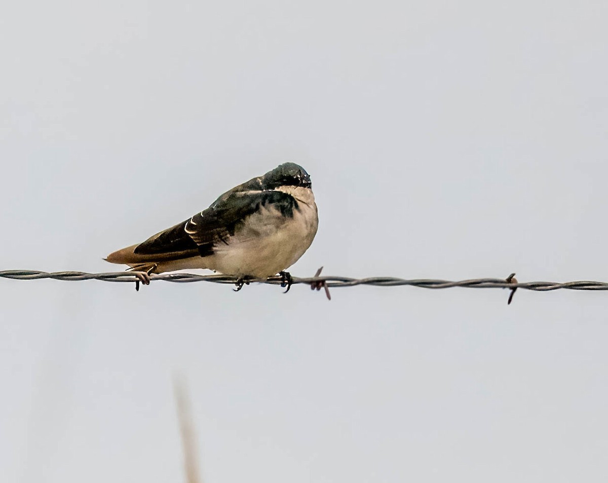 Tree Swallow - ML623173256