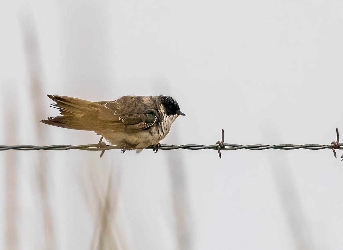 Tree Swallow - ML623173257