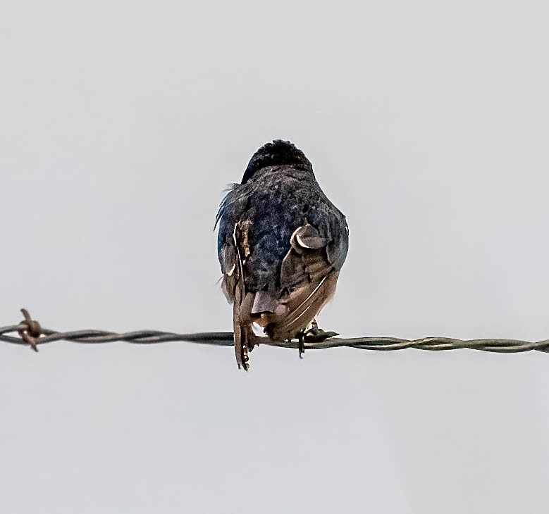 Tree Swallow - Tom Wilberding