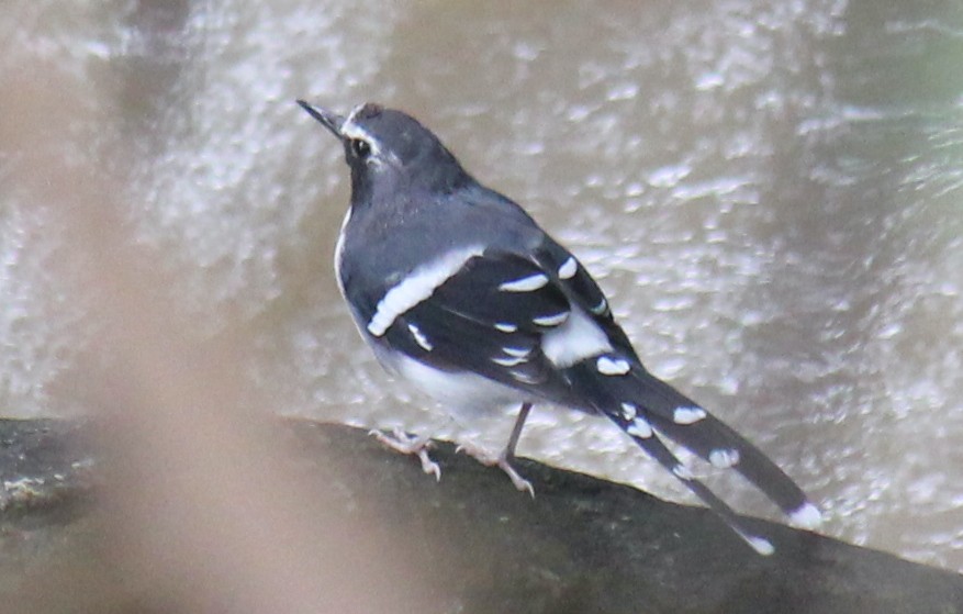 Slaty-backed Forktail - ML623173314