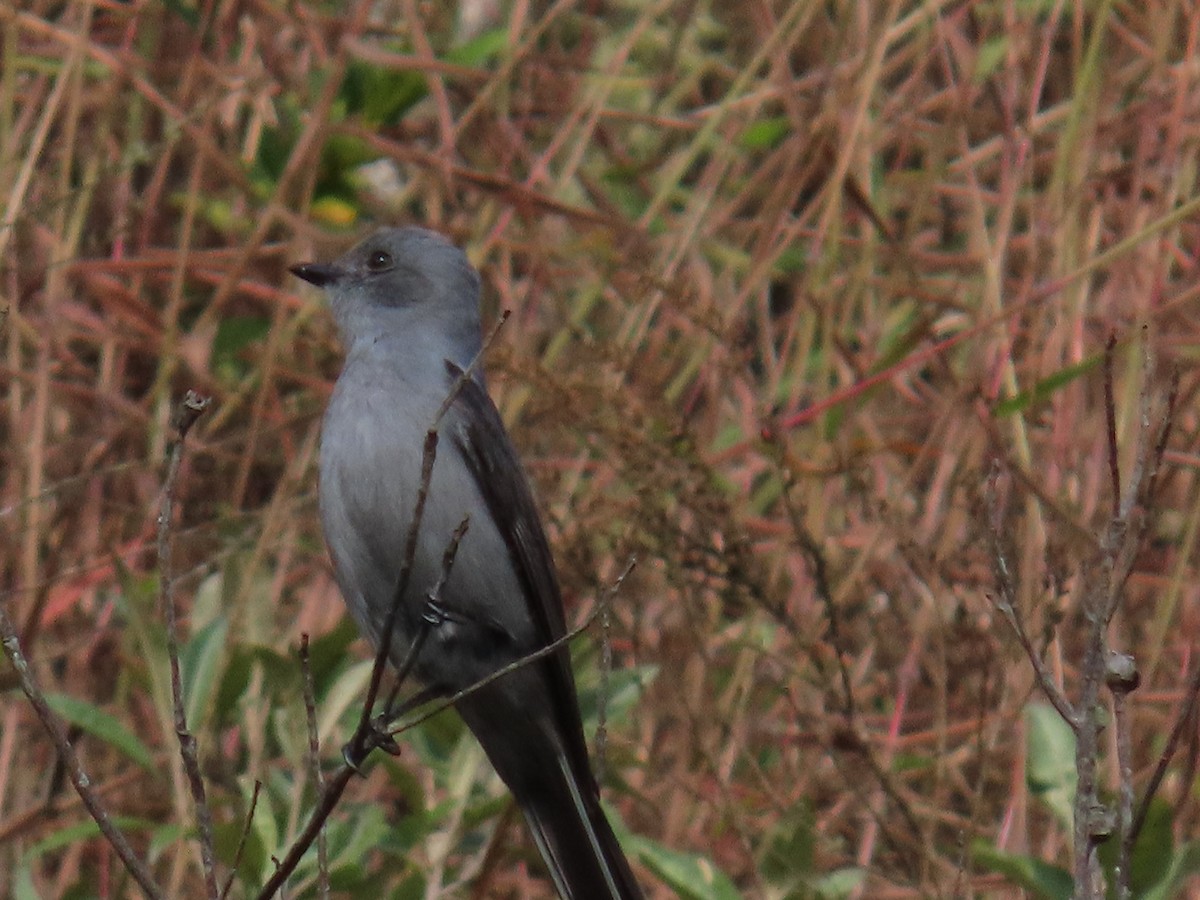 Shear-tailed Gray Tyrant - ML623173319