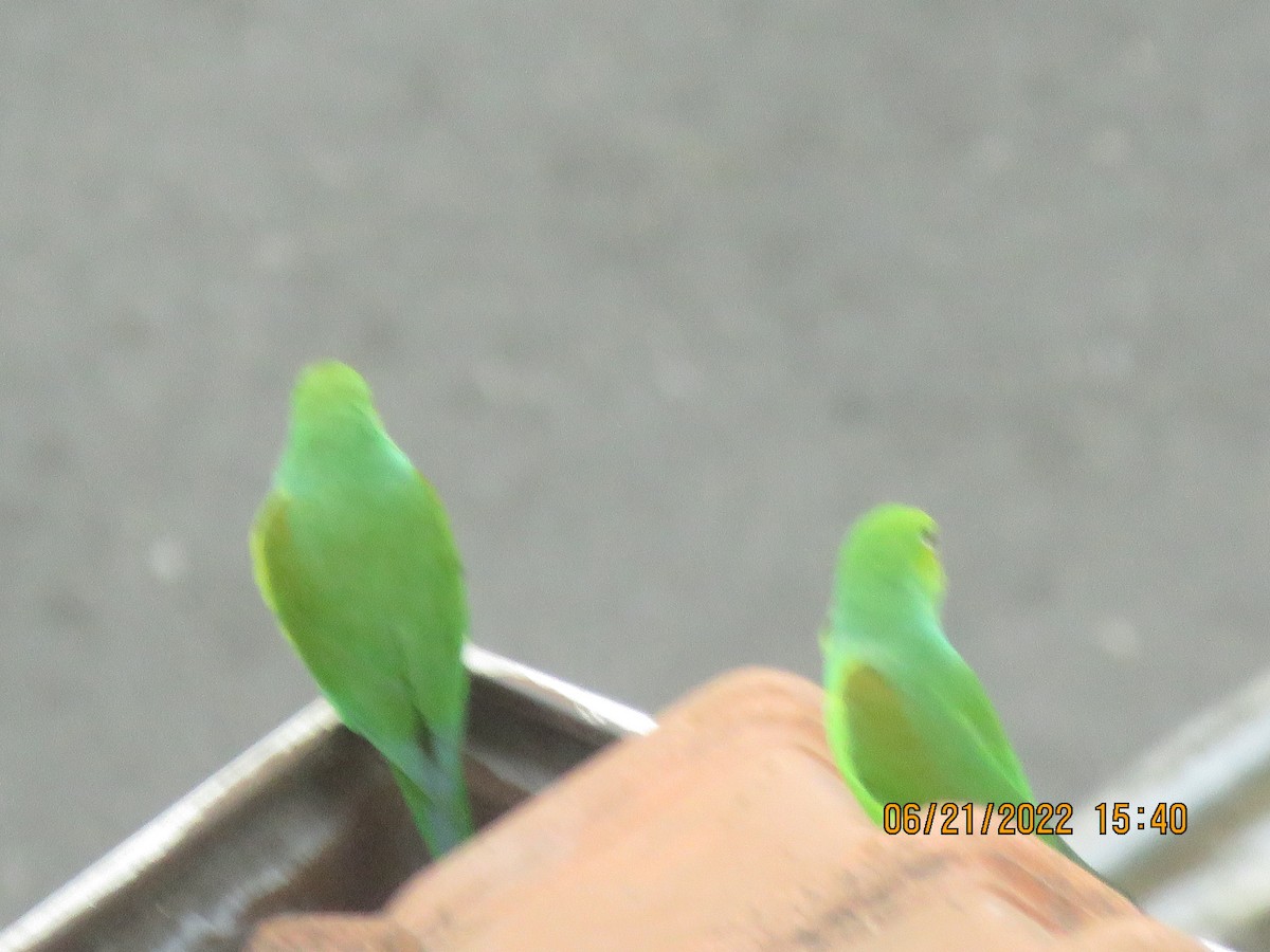 Plain Parakeet - ML623173344