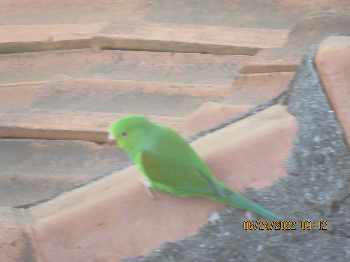 Plain Parakeet - ML623173355