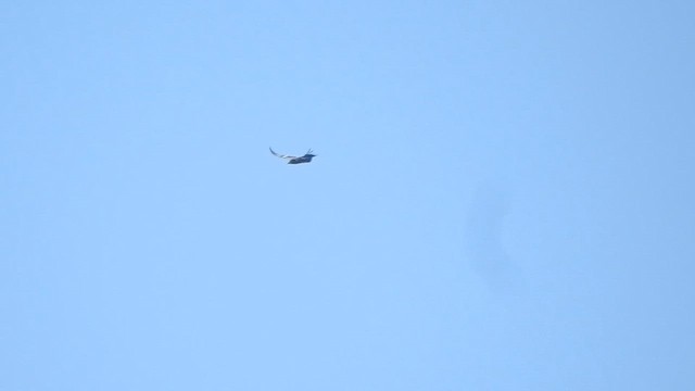 California Condor - ML623173396