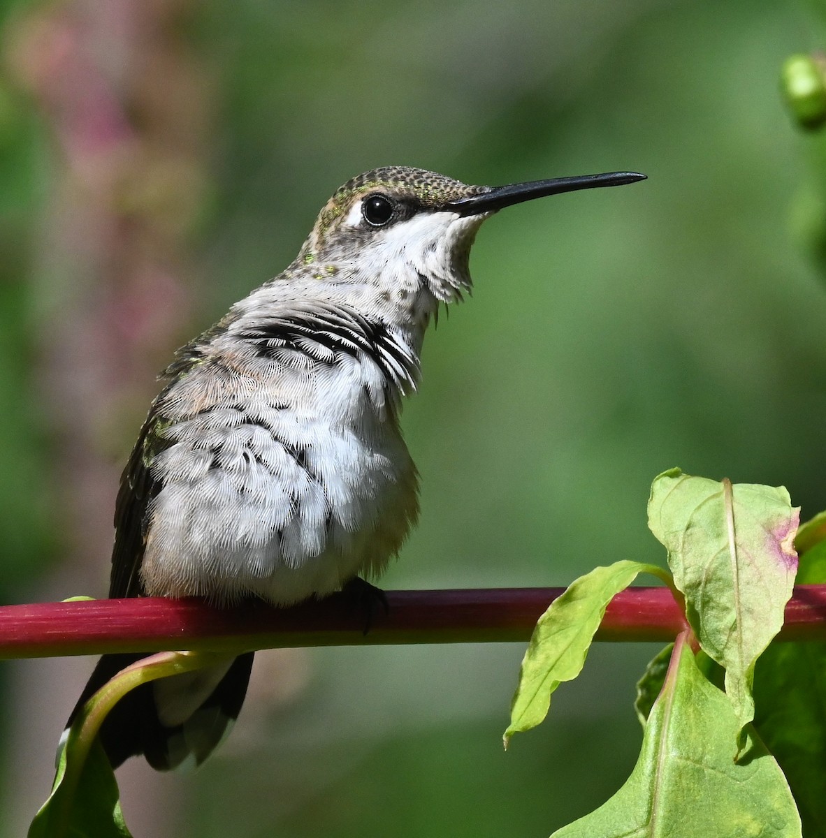 Ruby-throated Hummingbird - ML623173420