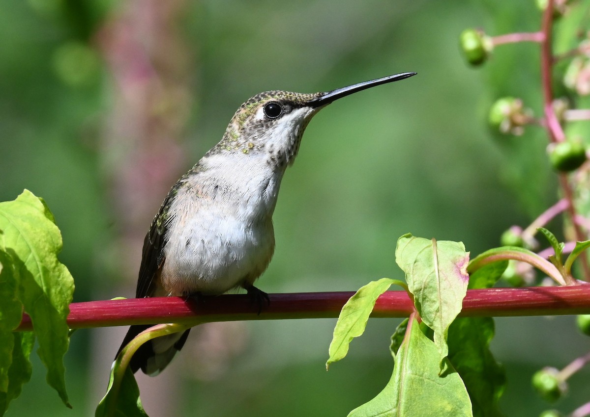 Ruby-throated Hummingbird - ML623173421