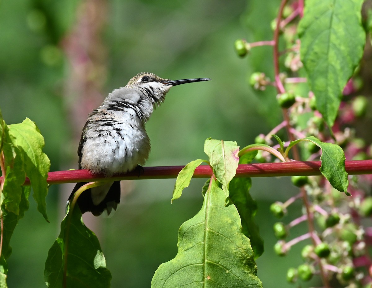 Ruby-throated Hummingbird - ML623173422