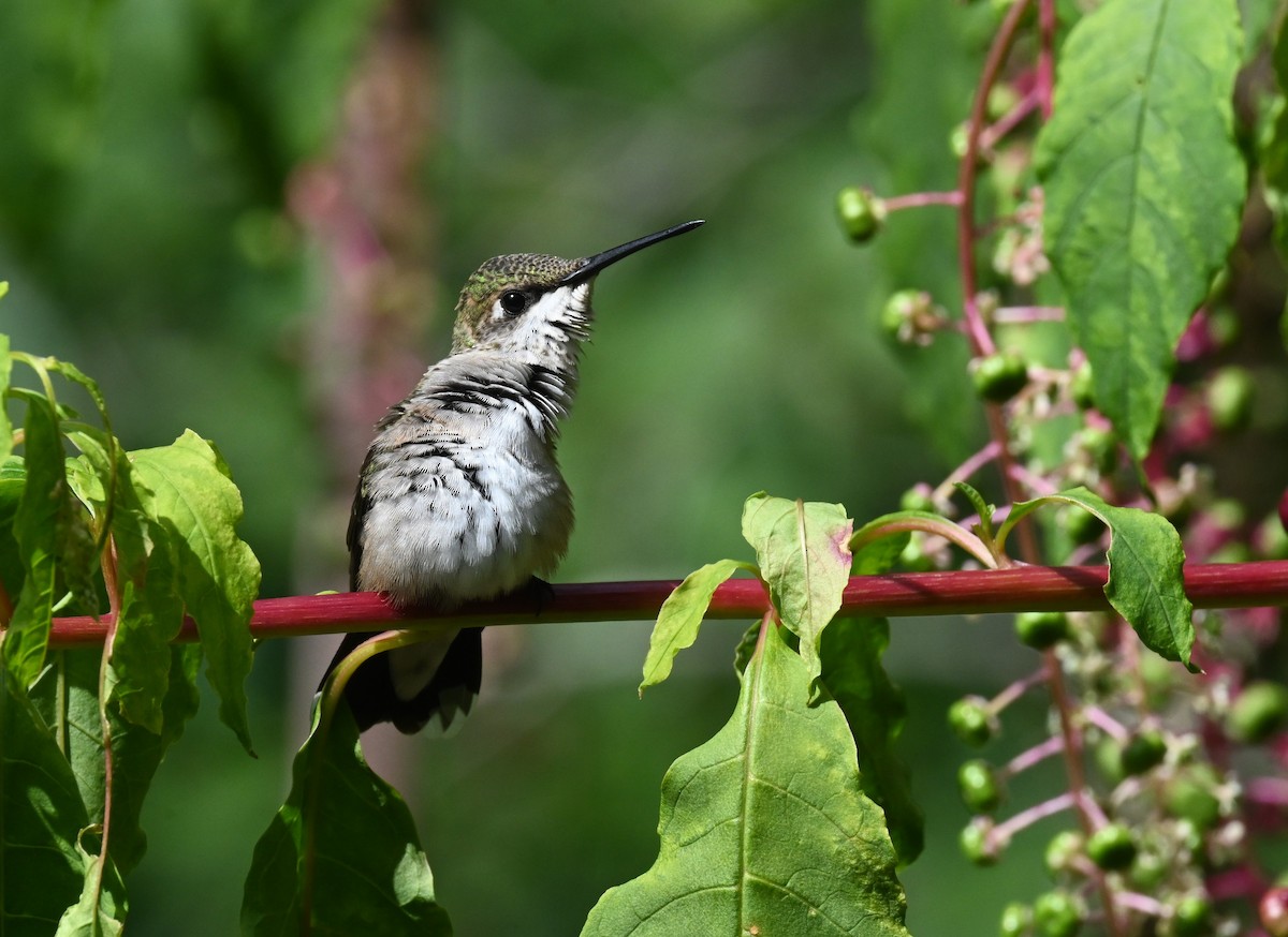 Ruby-throated Hummingbird - carol tuskey