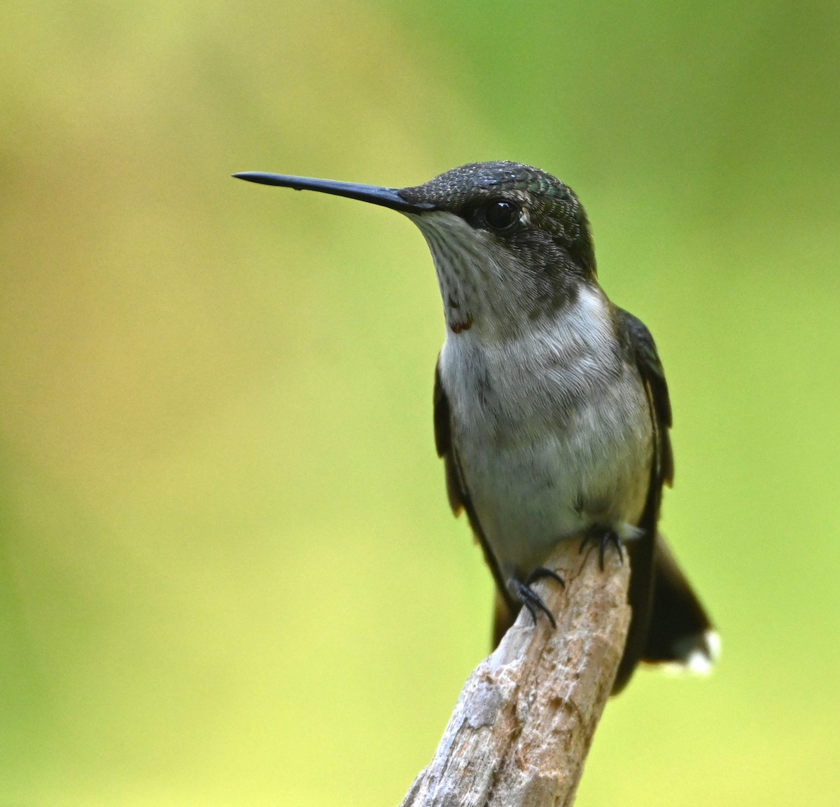 Ruby-throated Hummingbird - ML623173482