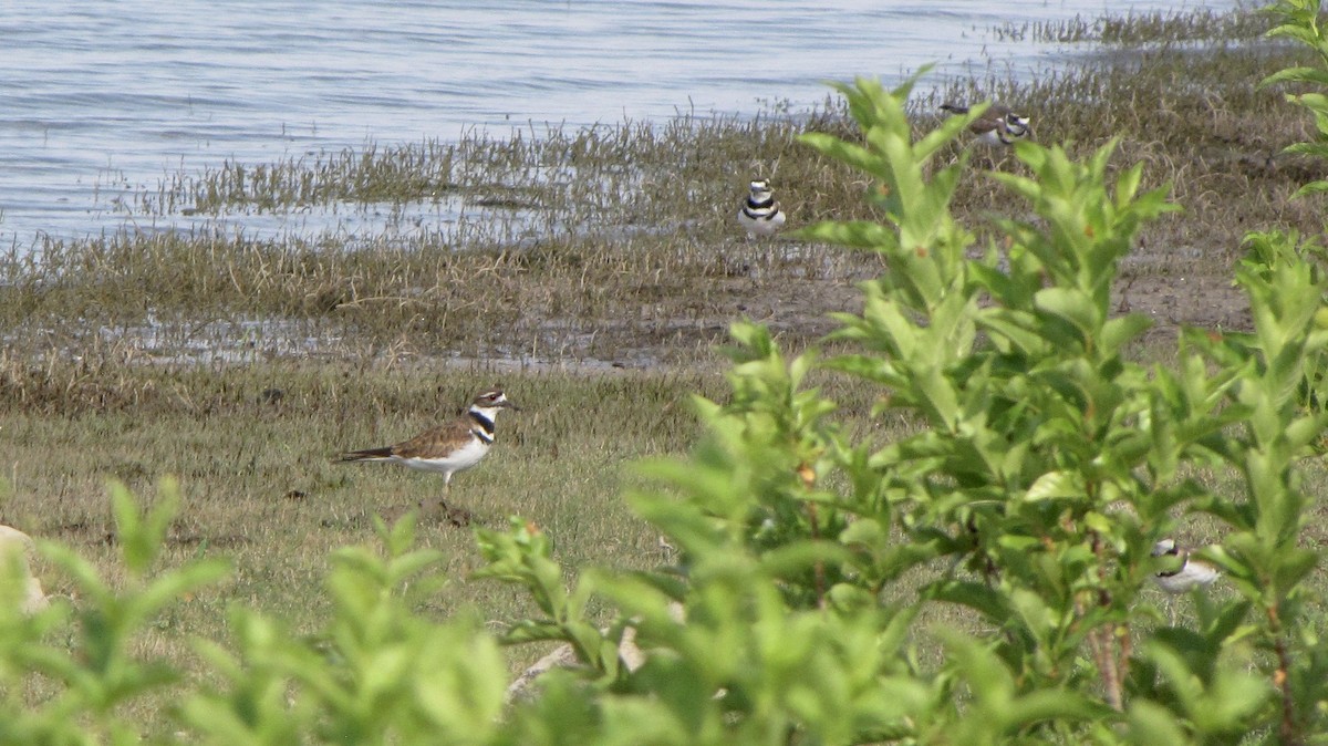 Killdeer - ML623173652