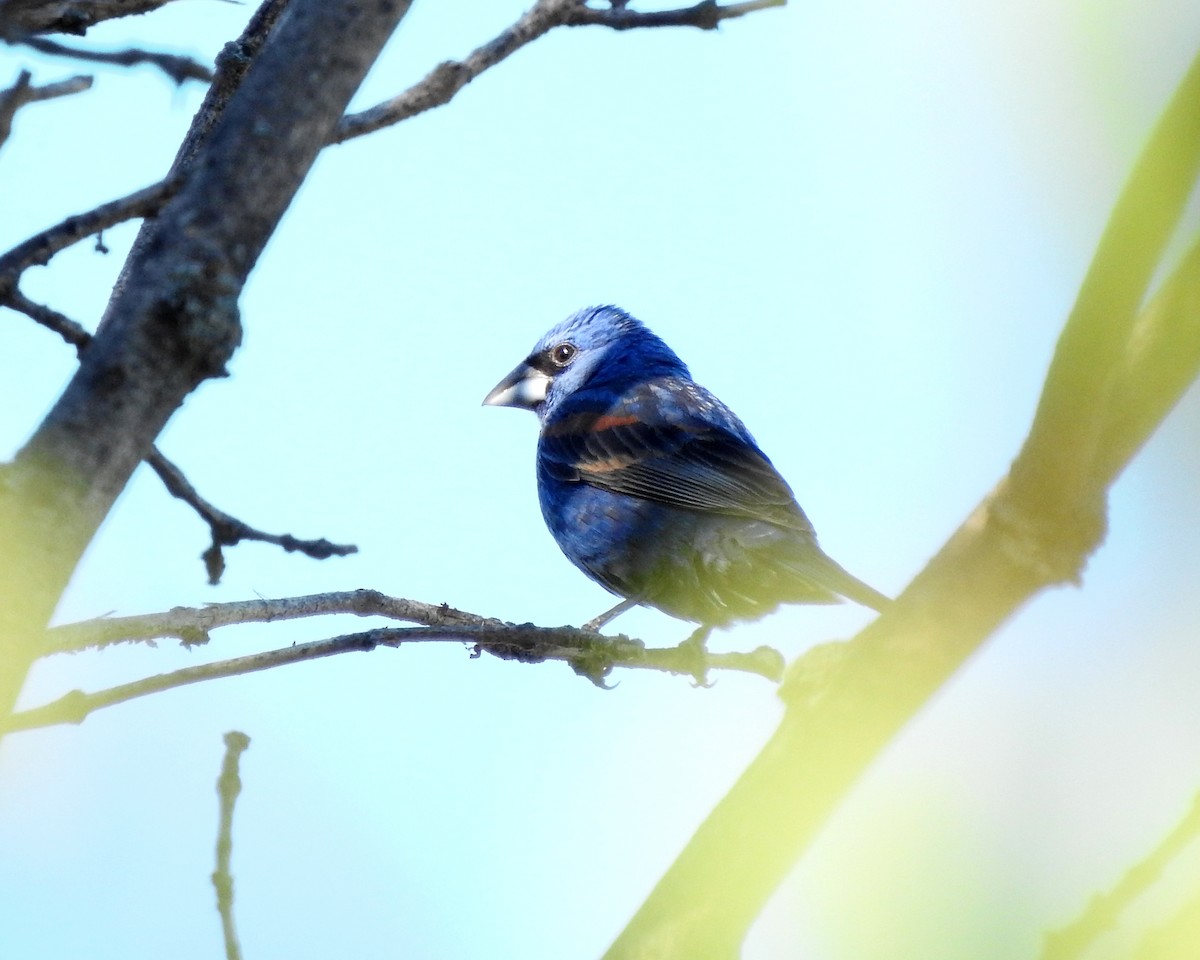 Blue Grosbeak - Dan Mason