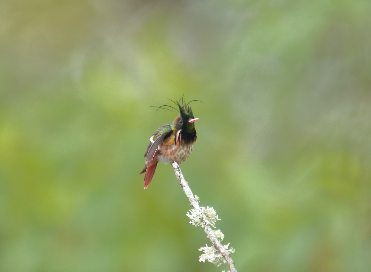 Black-crested Coquette - ML623173678