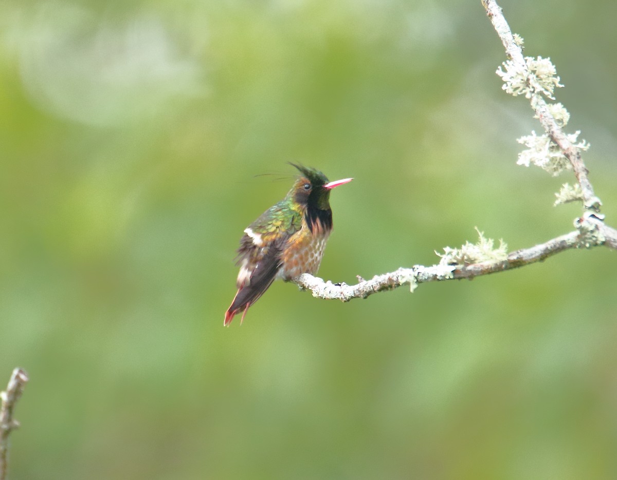 Black-crested Coquette - ML623173679