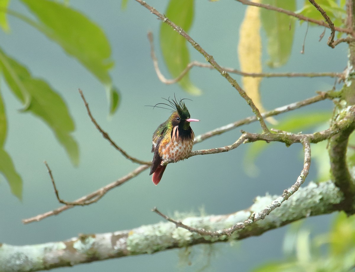 Black-crested Coquette - ML623173680