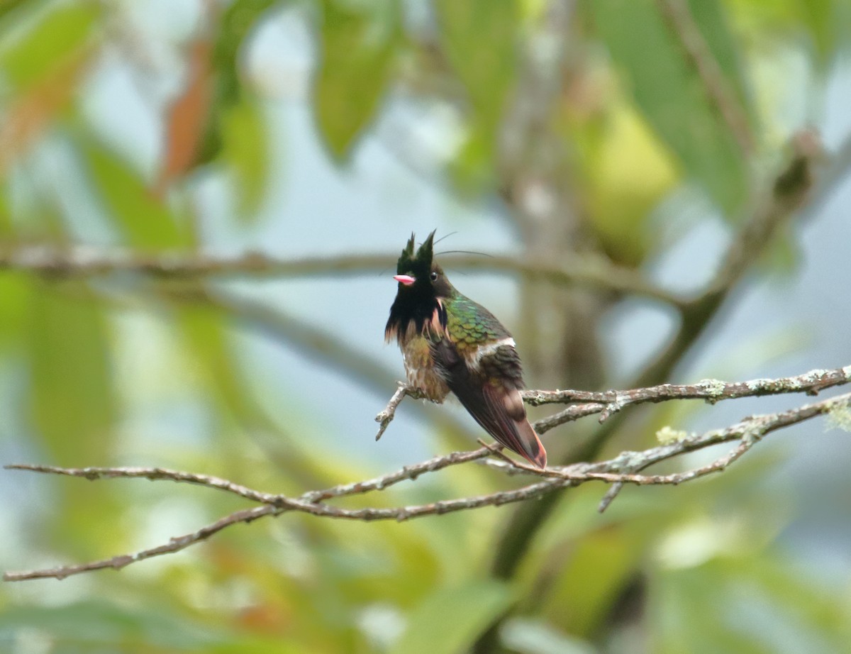 Black-crested Coquette - ML623173681