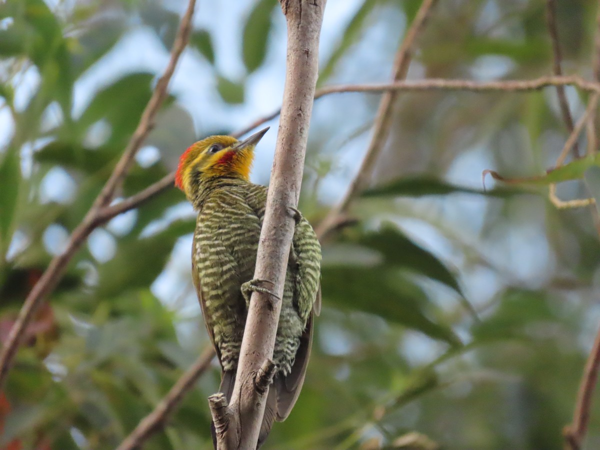 White-browed Woodpecker - ML623173713