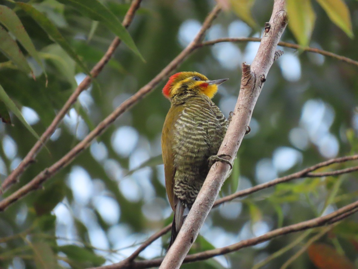 White-browed Woodpecker - ML623173714