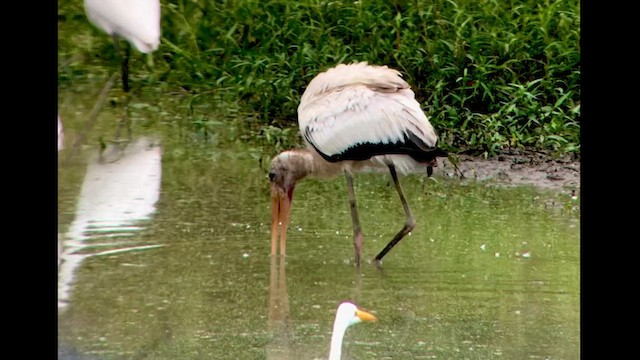 Wood Stork - ML623173727