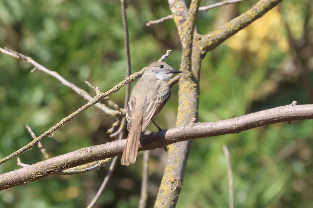 Ash-throated Flycatcher - ML623173745