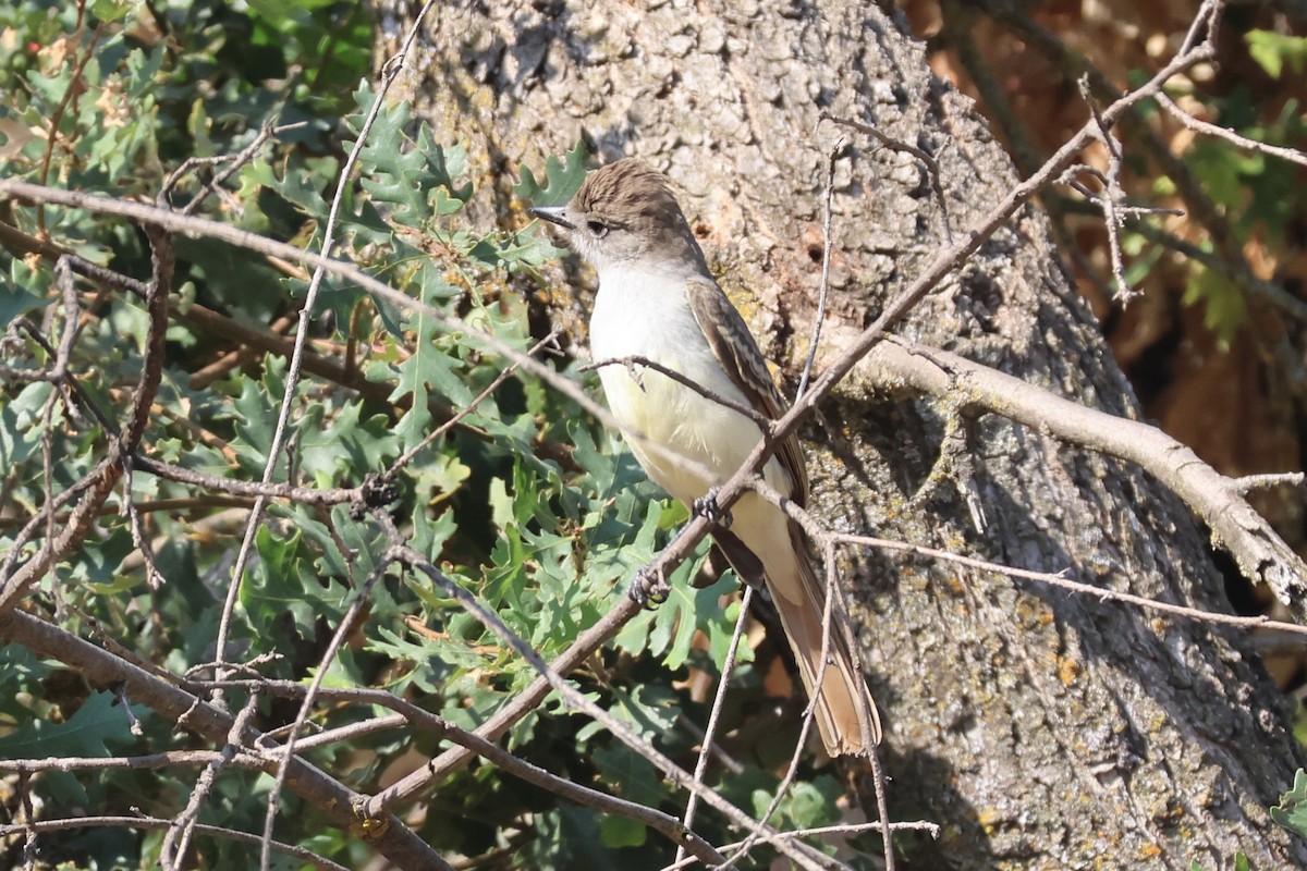 Ash-throated Flycatcher - Gil Ewing