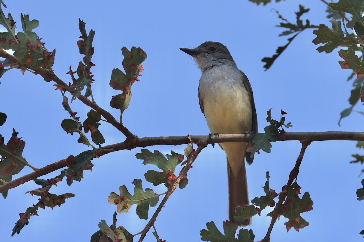 Ash-throated Flycatcher - ML623173752