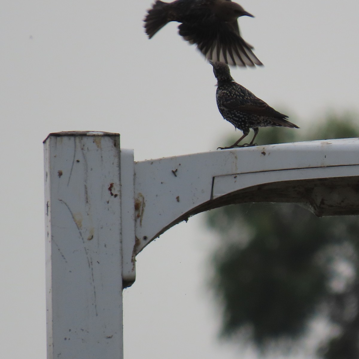 European Starling - ML623173792