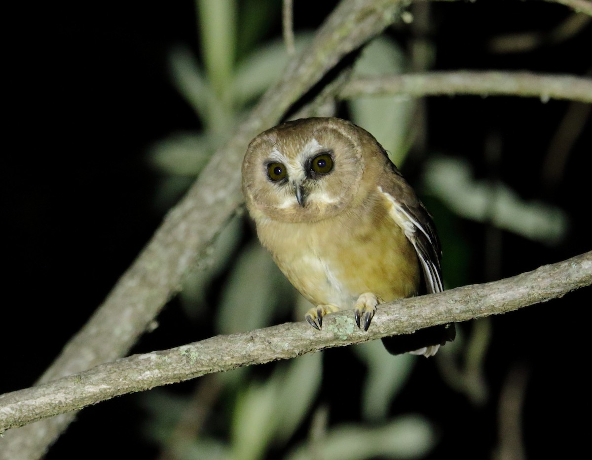 Unspotted Saw-whet Owl - ML623173802