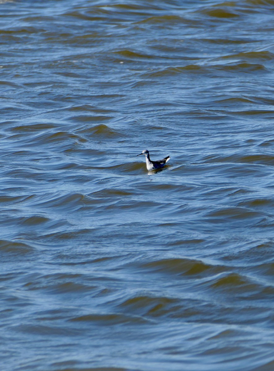 Wilson's Phalarope - ML623174344