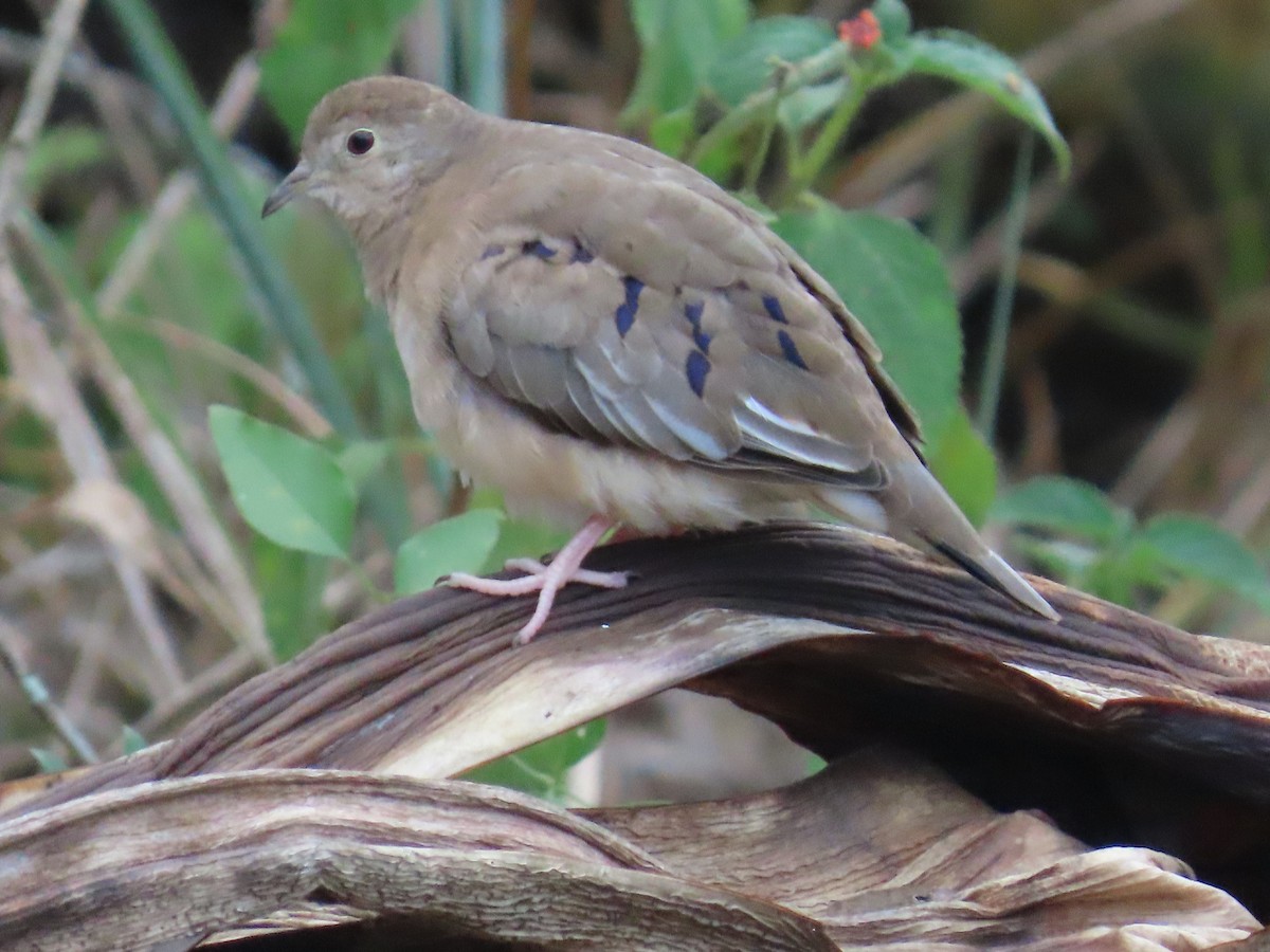 Plain-breasted Ground Dove - ML623174346