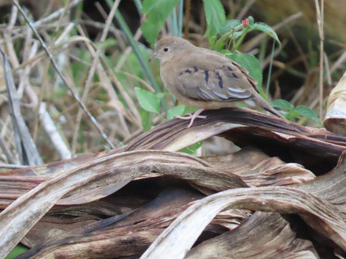 Plain-breasted Ground Dove - ML623174347