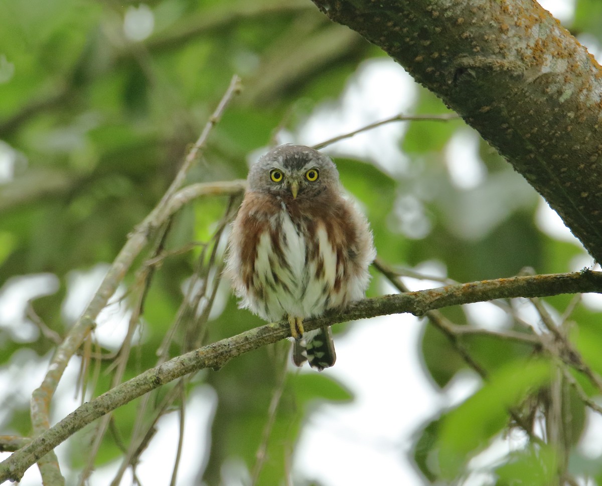 Northern Pygmy-Owl (Guatemalan) - ML623174369