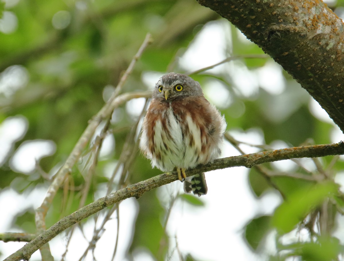 Northern Pygmy-Owl (Guatemalan) - ML623174370