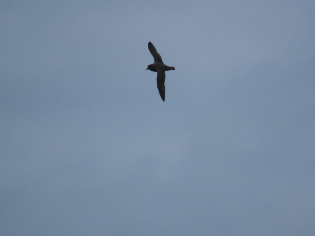 Kerguelen Petrel - ML623174390