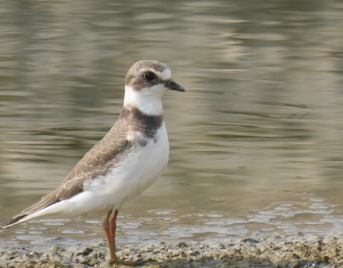 Semipalmated Plover - ML623174523