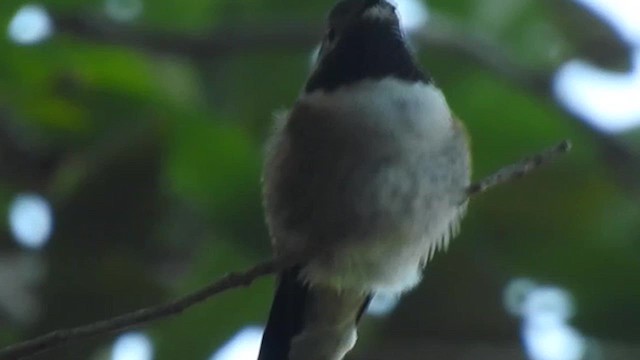 Broad-tailed Hummingbird - ML623174563