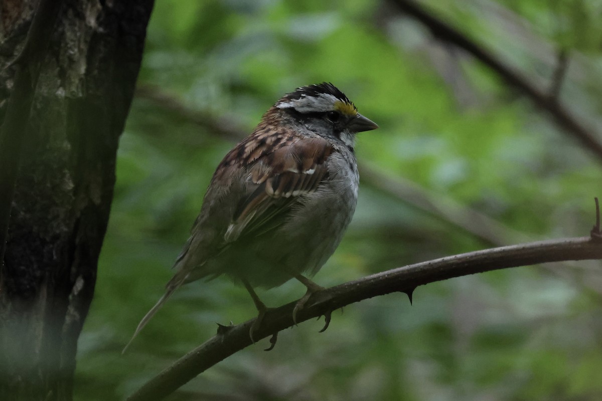 White-throated Sparrow - ML623174603