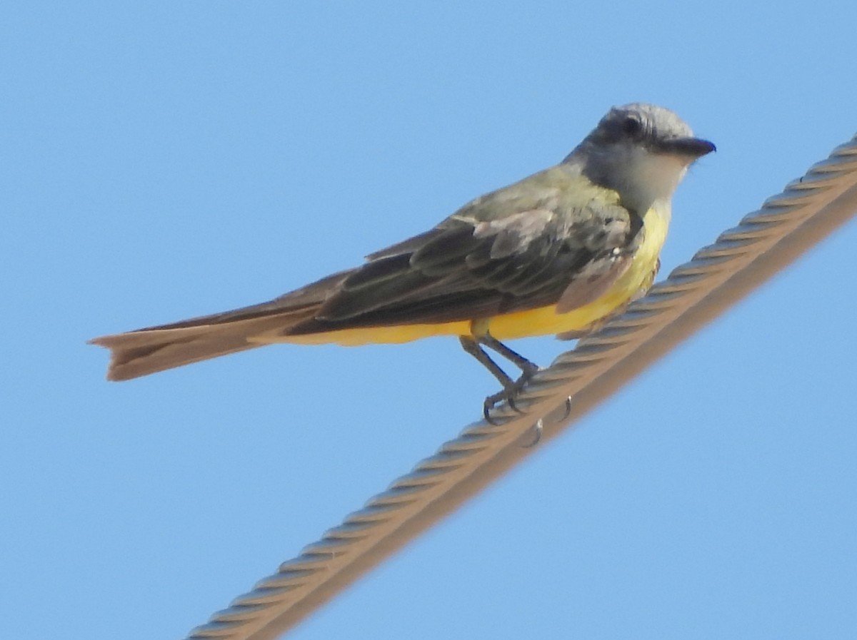 Tropical Kingbird - Ethan Beasley