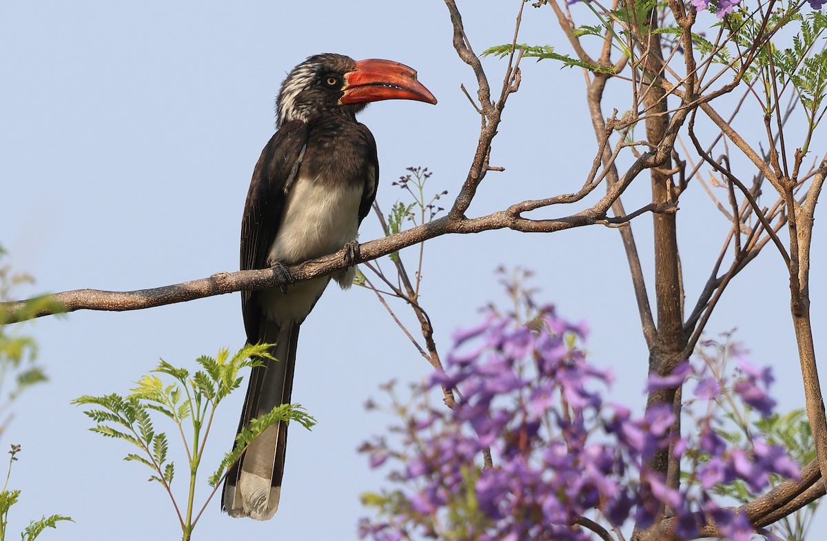 Crowned Hornbill - ML623174757