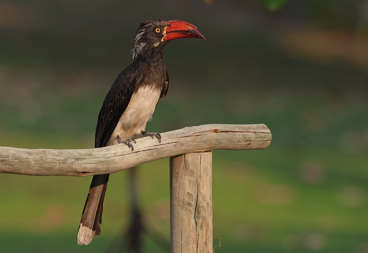 Crowned Hornbill - Ad Konings