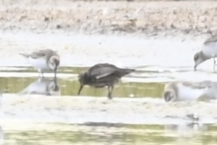 Calidris sp. - ML623174787