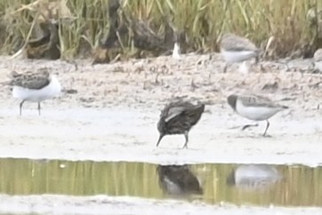 Calidris sp. - ML623174791