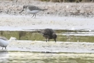 Calidris sp. - ML623174802