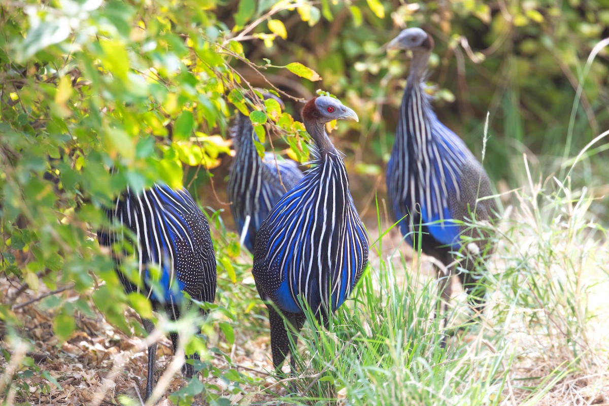 Vulturine Guineafowl - ML623174843