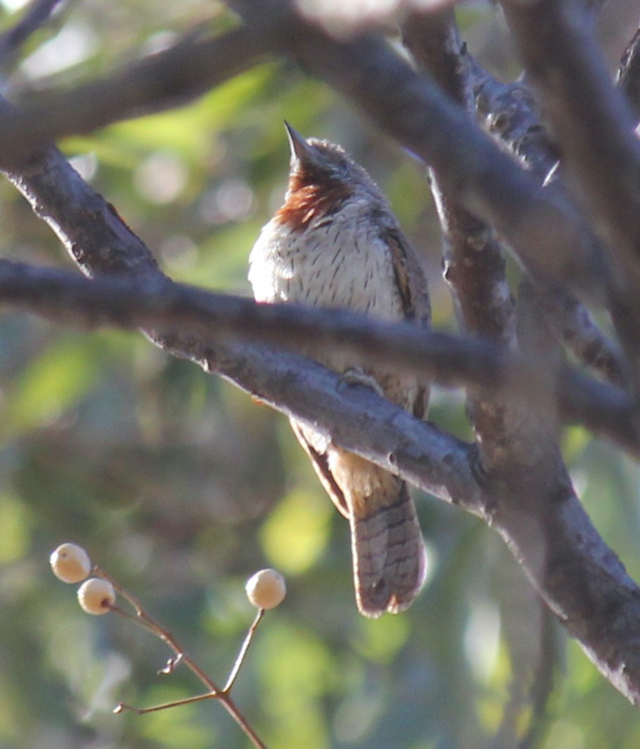 Rufous-necked Wryneck - ML623174853