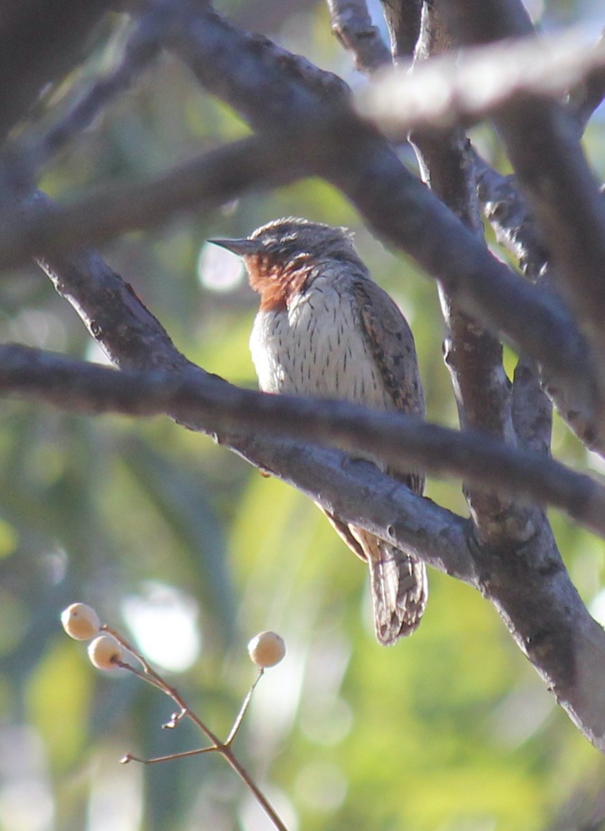 Rufous-necked Wryneck - ML623174856