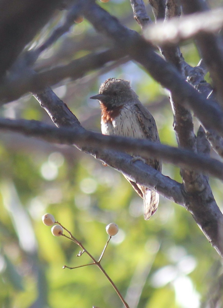 Rufous-necked Wryneck - ML623174870