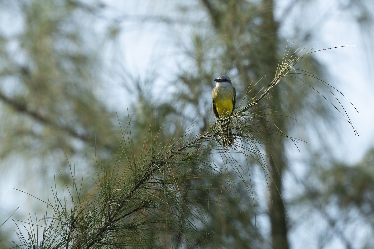 Couch's Kingbird - ML623174957